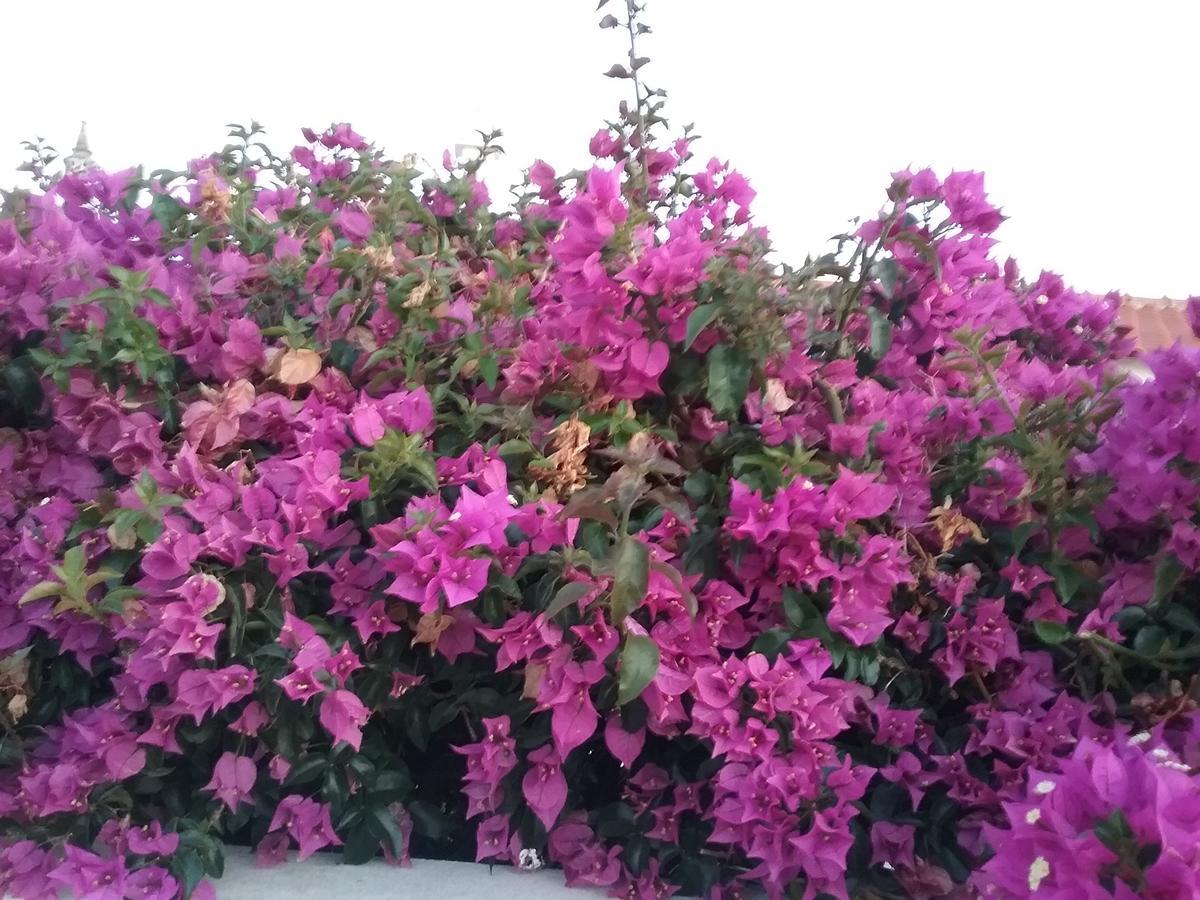 Casa Cereja 'Adults Only' Bed & Breakfast Albufeira Dış mekan fotoğraf